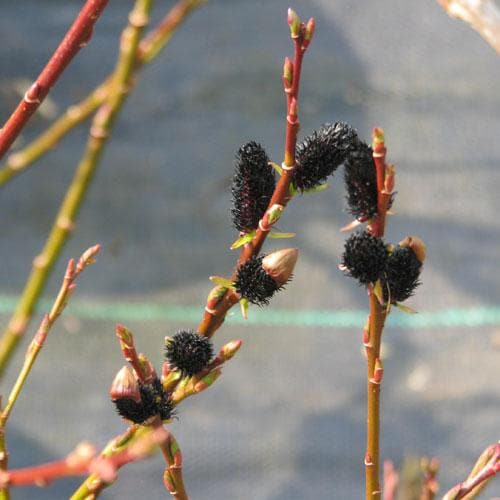 Salix gracilistyla Melanostachys - Future Forests