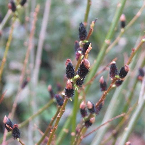 Salix gracilistyla Melanostachys - Future Forests