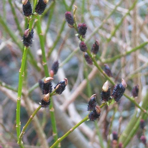 Salix gracilistyla Melanostachys - Future Forests