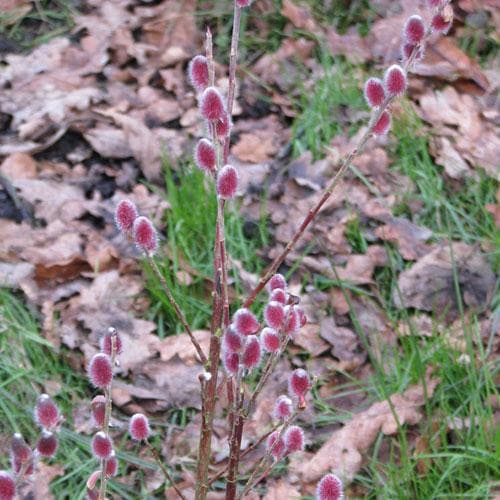 Salix gracilistyla Mount Aso® - Future Forests