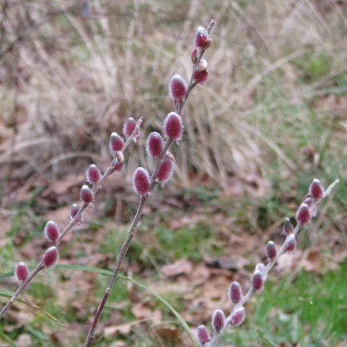 Salix gracilistyla Mount Aso® - Future Forests