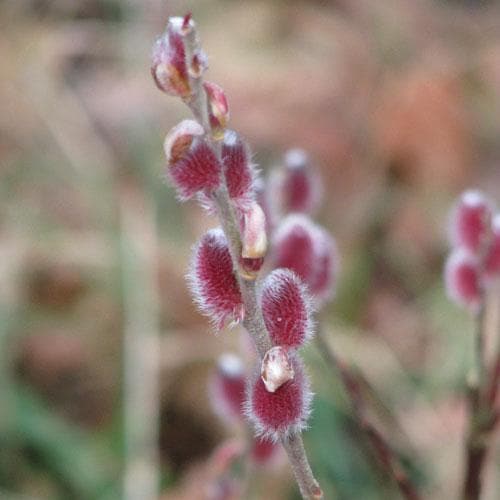 Salix gracilistyla Mount Aso® - Future Forests