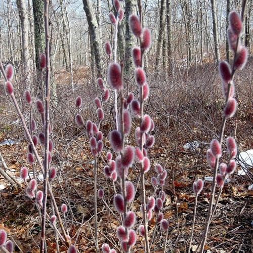 Salix gracilistyla Mount Aso® - Future Forests