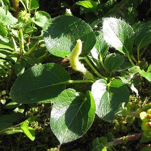 Salix nakamurana var. yezoalpina