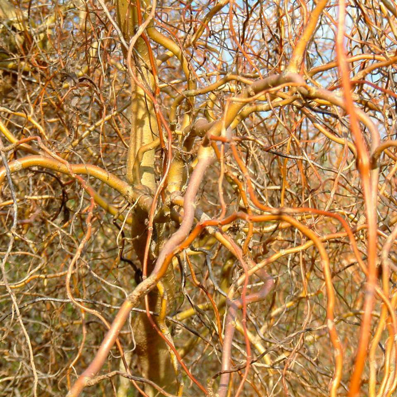 Salix erythroflexuosa 5L pot - Future Forests