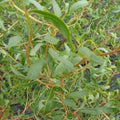 Salix erythroflexuosa 4-5ft Bareroot