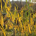 Salix acutifolia Blue Streak Bareroot | 3-4ft / Not provided