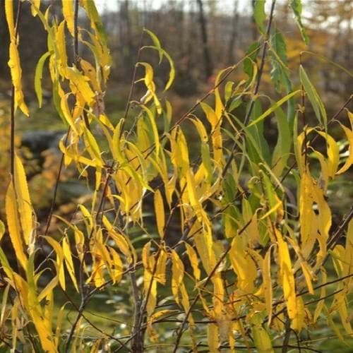 Salix acutifolia Blue Streak Bareroot | 3-4ft / Not provided