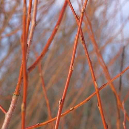 Salix alba Chermesina 1ft cuttings - Future Forests