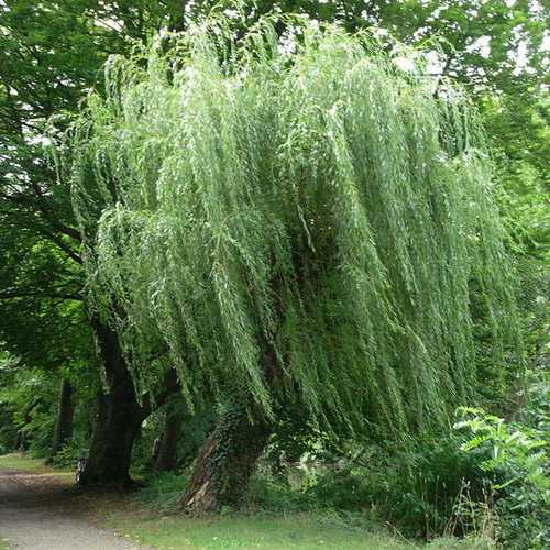 Salix alba Tristis - Golden weeping Willow - Future Forests