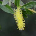 Salix alba Vittelina Bareroot | 2-3ft