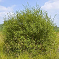 Salix aurita - Eared Willow Bareroot | 2-3ft