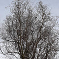 Salix babylonica Tortuosa - Contorted willow Bareroot | 2-3ft