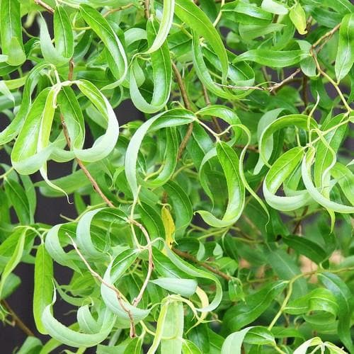 Salix babylonica Tortuosa - Contorted willow - Future Forests
