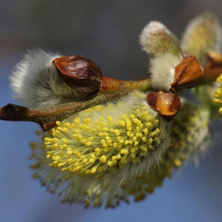 Salix caprea - Pussy Willow Bareroot | 2-3ft