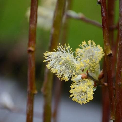 Salix caprea Kilmarnock - Kilmarnock Weeping Willow - Future Forests