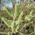 Salix cinerea - Grey Willow Bareroot | 2-3ft