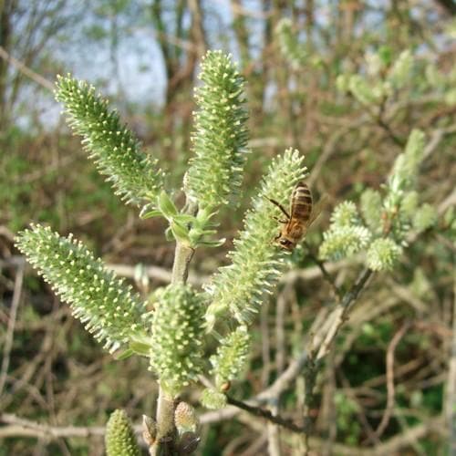 Salix cinerea - Grey Willow Bareroot | 1-2ft