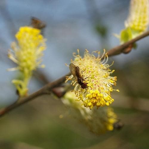 Salix cinerea - Grey Willow - Future Forests