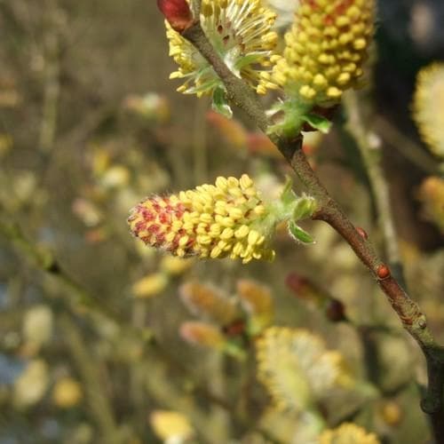 Salix cinerea - Grey Willow - Future Forests