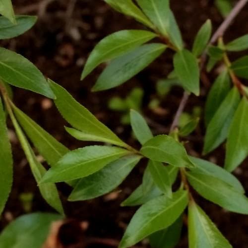 Salix daphnoides - Violet Willow - Future Forests