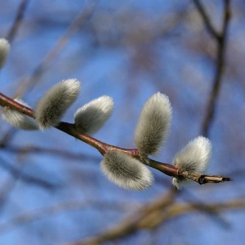 Salix daphnoides - Violet Willow - Future Forests