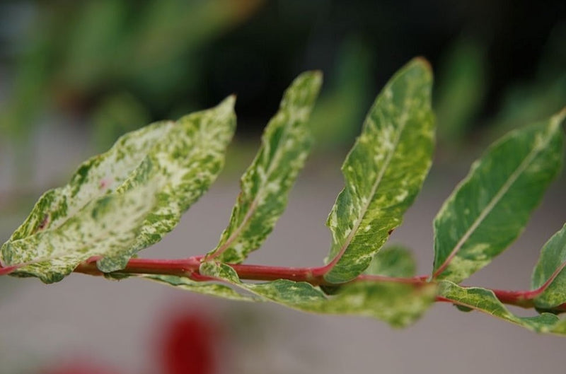 Salix integra Hakuro-nishiki