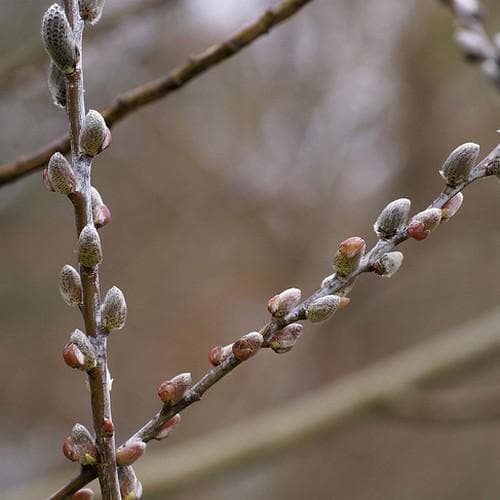 Salix irrorata - Blue Stem Willow - Future Forests