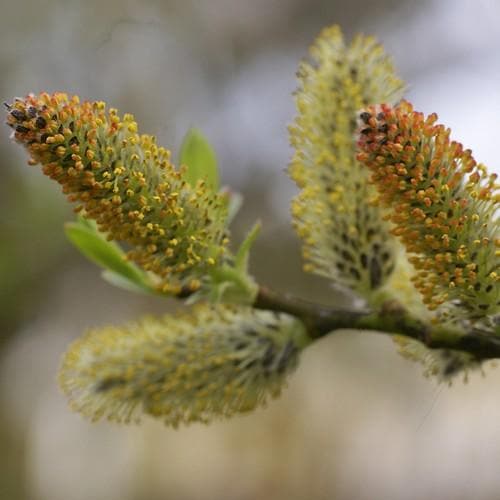 Salix irrorata - Blue Stem Willow - Future Forests