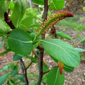 Salix magnifica - Future Forests