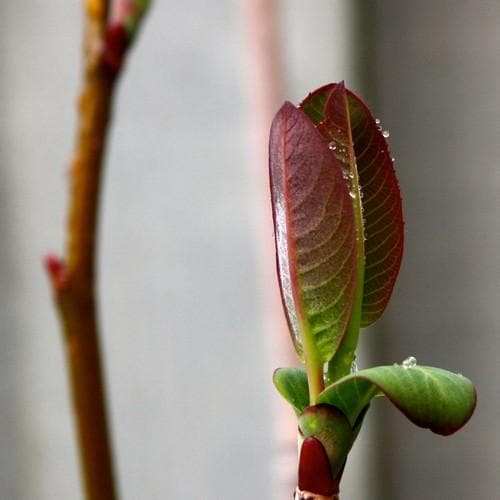 Salix magnifica - Future Forests