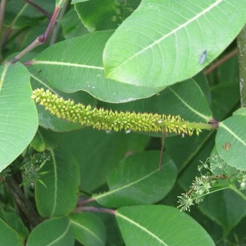 Salix magnifica - Future Forests