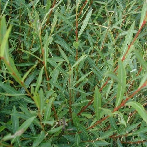 Salix purpurea Bareroot | 2-3ft