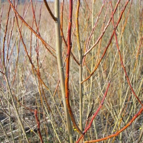 Salix purpurea - Future Forests