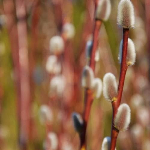 Salix purpurea - Future Forests