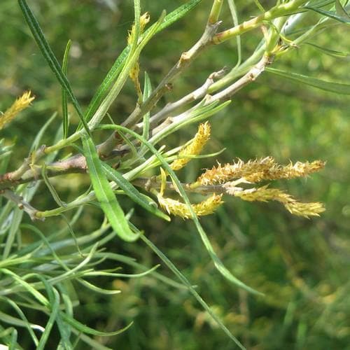 Salix rosmarinifolia - Future Forests