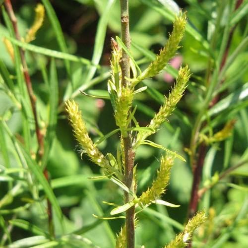 Salix rosmarinifolia - Future Forests