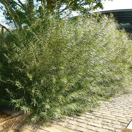 Salix rosmarinifolia Bareroot | 2-3ft / Not provided