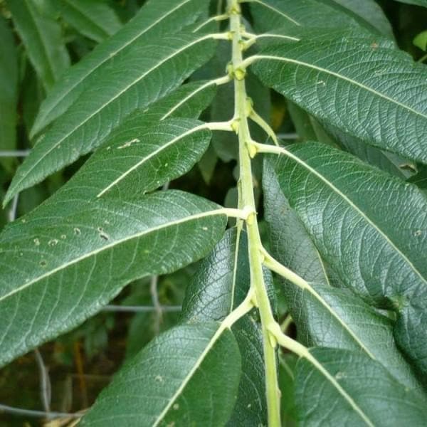 Salix smithiana 1ft cuttings - Future Forests