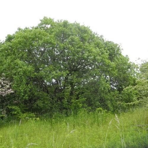 Salix smithiana - Future Forests