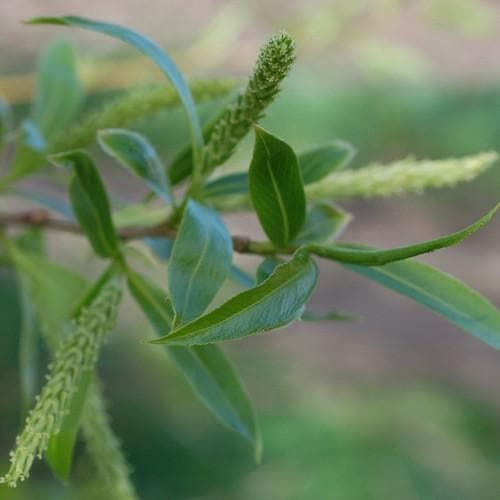 Salix triandra - Future Forests