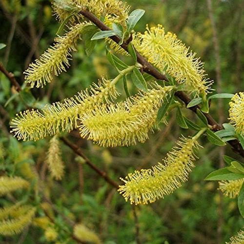 Salix triandra Bareroot | 2-3ft