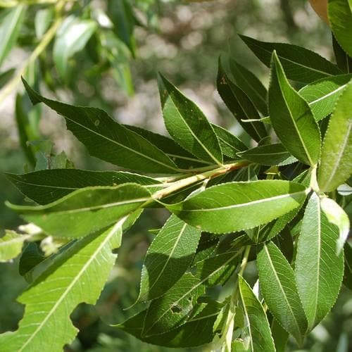 Salix triandra - Future Forests