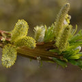 Salix udensis Sekka - Future Forests