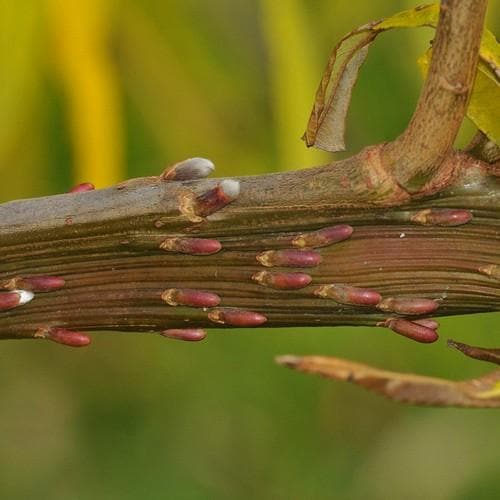 Salix udensis Sekka - Future Forests