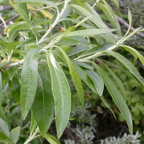 Salix viminalis - Common Osier Bareroot | 2-3ft