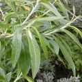 Salix viminalis - Common Osier - Future Forests