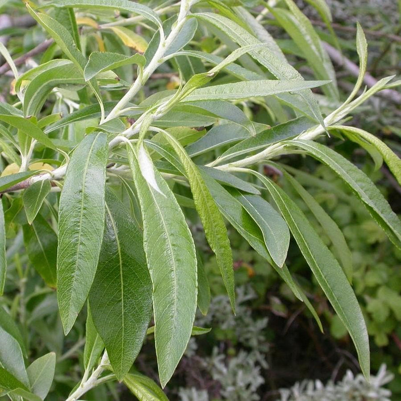 Salix viminalis 1ft cuttings - Future Forests