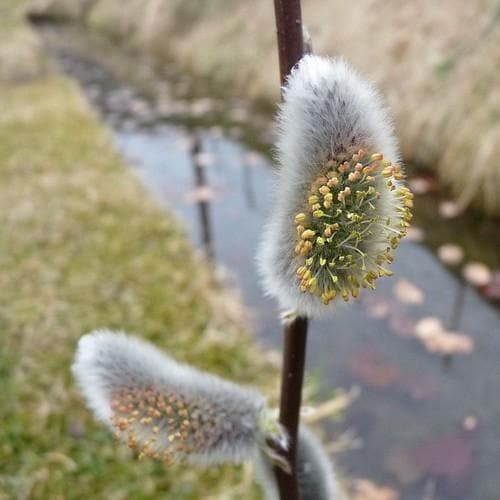 Salix viminalis - Common Osier - Future Forests