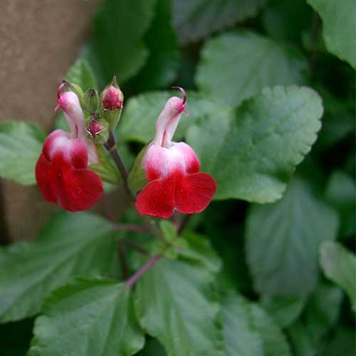 Salvia Hot Lips